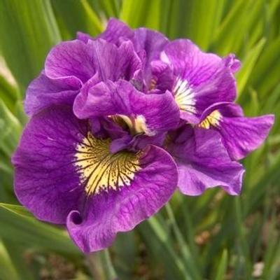 Iris siberica 'Double Standard'